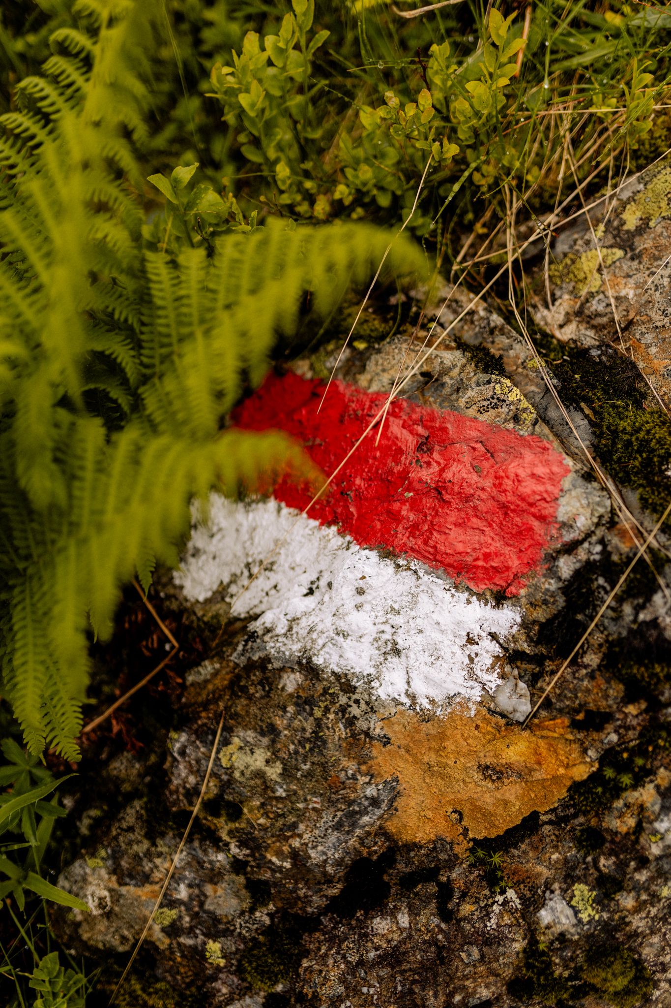 Red and white marking on stone in Glemmtal, surrounded by plants.